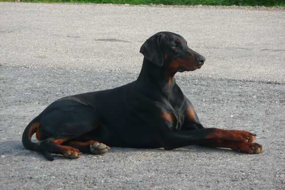 Dobermann