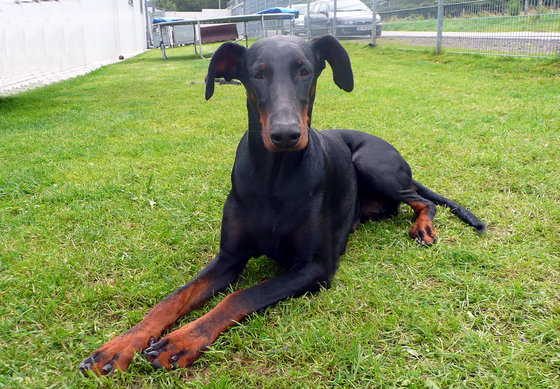 Noch ein Dobermann