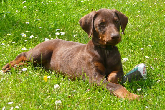 wenn ich mal groß bin, werde ich auch Wachhund